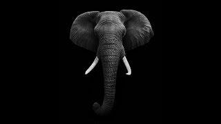 Elephant Acrylic Painting LIVE Tutorial