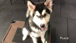 Scout Malamute Puppy Board and Train Live Well Dog Training Wichita, KS